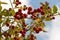 Hawthorn Branches with Red Fruits