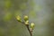Hawthorn Buds Begin to Open