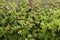 Hawthorn bush