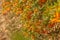 Hawthorn bush laden with berries in autumn. Decorative bush with orange berries.