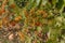 Hawthorn bush laden with berries in autumn. Decorative bush with orange berries. Nature blurred background. Shallow depth of field