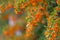 Hawthorn bush laden with berries in autumn. Decorative bush with orange berries. Orange berries with green leaves. Soft focus