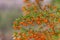 Hawthorn bush laden with berries in autumn. Decorative bush with orange berries. Orange berries with green leaves. Soft focus