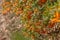 Hawthorn bush laden with berries in autumn. Decorative bush with orange berries. Small orange berries with green leaves.Soft focus