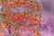 Hawthorn bush laden with berries in autumn. Decorative bush with orange berries. Soft focus. Toned image