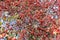 Hawthorn Bush strewn with red berries, ripe hawthorn berries
