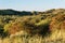 Hawthorn bushes and dune valley in morning light