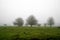 Hawthorn bushes in Herrenkrug Park in the fog