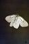 Hawthorn butterfly lat.Aporia crataegi - a butterfly from the family of whites Pieridae sits on transparent glass.