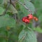 Hawthorn (Crataegus) Fall Fruit