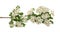 Hawthorn or Crataegus monogyna branch with flowers isolated on a white background