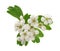 Hawthorn or Crataegus monogyna branch with flowers isolated on a white background