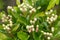 Hawthorn crataegus monogyna buds
