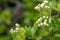 Hawthorn crataegus monogyna buds