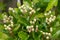 Hawthorn crataegus monogyna buds