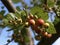 Hawthorn (Crataegus monogyna) in the garden