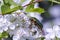 Hawthorn (Crataegus oxyacantha or Crataegus laevigata) with flower and beetles (Protaetia aeruginosa)