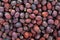 Hawthorn dried fruit, background