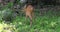 Hawthorn eats grass in the forest