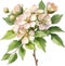 Hawthorn flower, Watercolor painting of a Hawthorn flower. AI-Generated.