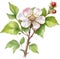 Hawthorn flower, Watercolor painting of a Hawthorn flower. AI-Generated.