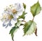 Hawthorn flower, Watercolor painting of a Hawthorn flower. AI-Generated.