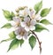 Hawthorn flower, Watercolor painting of a Hawthorn flower. AI-Generated.