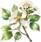 Hawthorn flower, Watercolor painting of a Hawthorn flower. AI-Generated.