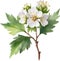 Hawthorn flower, Watercolor painting of a Hawthorn flower. AI-Generated.