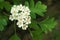 Hawthorn flowers