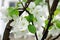 Hawthorn flowers bloom on the branches in April .