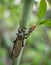 Hawthorn fly perched on a branch