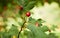 Hawthorn fruit closeup