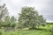 Hawthorn in a green landscape