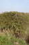 Hawthorn hedge, leaves starting to open in Spring