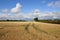 Hawthorn hedgerow and golden wheat