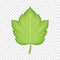 Hawthorn leaf icon, cartoon style