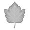 Hawthorn leaf icon monochrome