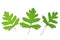 Hawthorn leaves (Crataegus)