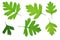Hawthorn leaves (Crataegus)