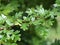 Hawthorn leaves wet with rain with details of spiked thorn on a blurred background