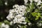 Hawthorn, or may tree (Crataegus) white flowers