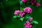 Hawthorn medicinal plant. Pink flowers on a flowering branch. Beautiful flower. Natural background