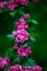 Hawthorn medicinal plant. Pink flowers on a flowering branch. Beautiful flower. Natural background