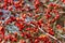 Hawthorn medicinal, ripe hawthorn berries