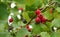 Hawthorn with red fruit, Crataegus monogyna, . Natural beautiful background. Crataegus.