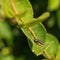 Hawthorn Root Borer