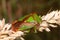 Hawthorn shield bug Acanthosoma haemorrhoidale common insect