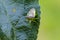 The hawthorn shield bug on leaf