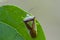The hawthorn shield bug on leaf